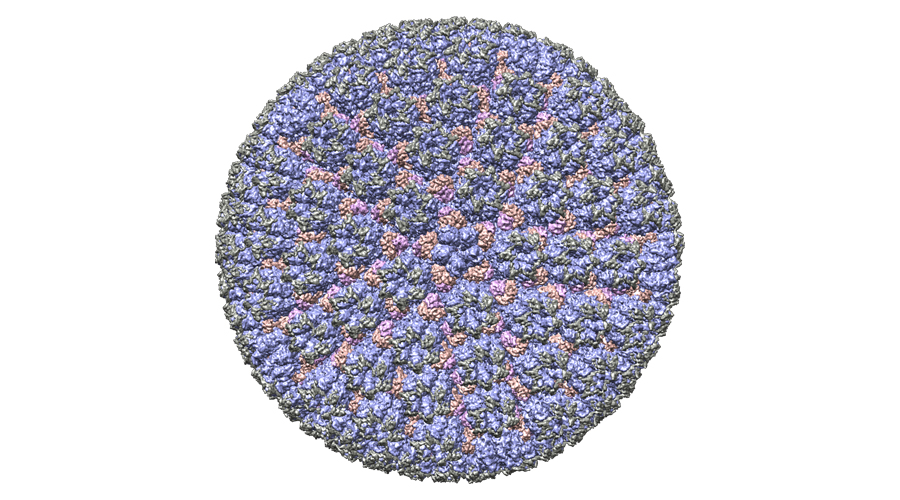 D1_Capsid