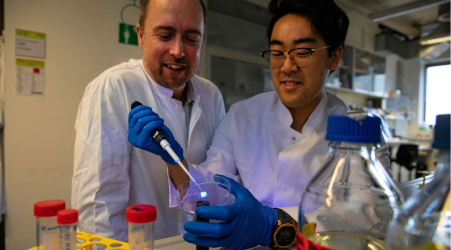 Samuel Sung (rechts) hält im Labor von Prof. Dr. Nico Lachmann (links) eine Schale mit Gel in der Hand. Er zeigt, wie er Fresszellen hinzufügt, die bei der Wundheilung helfen sollen.